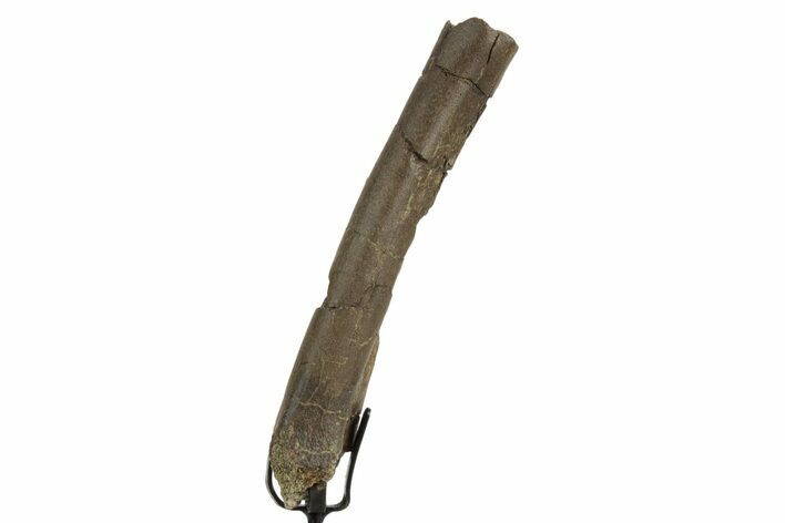 Fossil Dromaeosaurid Partial Metatarsal w/ Metal Stand #378514